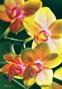 Treffel 1000 Puzzle (Orchid)