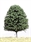 SAMTREES Deciduous Tree 105mm 4&quot; (1) C5