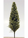 SAMTREES Poplar Tree 90mm 3-1/2&quot; (1) C-15