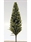 SAMTREES Poplar Tree 135mm 5-1/4&quot; (1) C-4