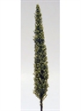 SAMTREES Cypress Tree 80-150mm 6&quot; (1) C-11