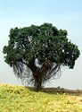 SAMTREES Banyan T9 EB Tree 80mm 3-1/8&quot; (1)