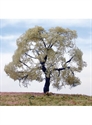 SAMTREES Oak Tree 105mm 4&quot; (1)