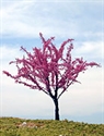 SAMTREES Cherry Tree 80mm 3-1/8&quot; (1)