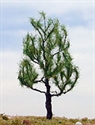 SAMTREES Pine Tree 105mm 4&quot; (1)