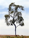 SAMTREES Birch Tree 80mm 3-1/8&quot; (1)