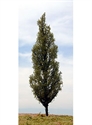 SAMTREES Cypress Tree 80mm 3-1/8&quot; (1)