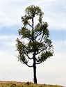 SAMTREES Pine Tree 80mm 3-1/8&quot; (1)