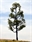 SAMTREES Pine Tree 80mm 3-1/8&quot; (1)