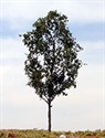SAMTREES Super High Quality Tree 80mm 3-1/8&quot; (1)
