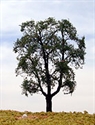 SAMTREES Hornbeam Tree 135mm 5-1/4&quot; (1)