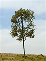 SAMTREES High Quality Tree 135mm 5-1/4&quot; (1)