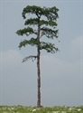 SAMTREES Scots Pine Tree 150mm 6&quot; (1)