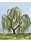SAMTREES Weeping Willow Tree 135mm 5-1/4&quot; (1)