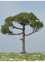 SAMTREES Seaboard Pine Tree 135mm 5-1/4&quot; (1)