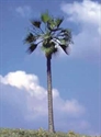 SAMTREES Palm Tree 150mm 6&quot; (1)
