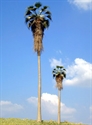 SAMTREES Washington Palm Tree 150mm 6&quot; (1)