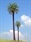 SAMTREES Canary Island Date Palm Tree 150mm 6&quot; (1)