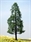 SAMTREES Super High Quality Tree 105mm 4&quot; (1)