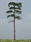 SAMTREES Scots Pine Tree 135mm 5-1/4&quot; (1)