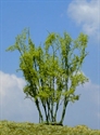 SAMTREES Bamboo Tree 80mm 3-1/8&quot; (1)