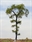SAMTREES Beech Tree 150mm 6&quot; (1)
