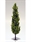 SAMTREES Poplar Tree 180mm 7&quot; (1) HO,TT