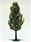 SAMTREES Poplar Tree 105mm 4&quot; (1)