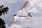 Skynetic Andes 200 Glider PNP